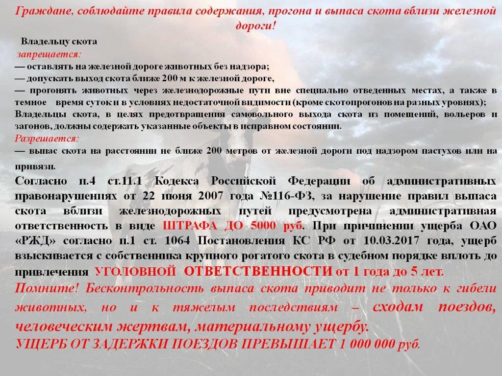 Соблюдайте правила содержания, прогона и выпаса скота вблизи ЖД.