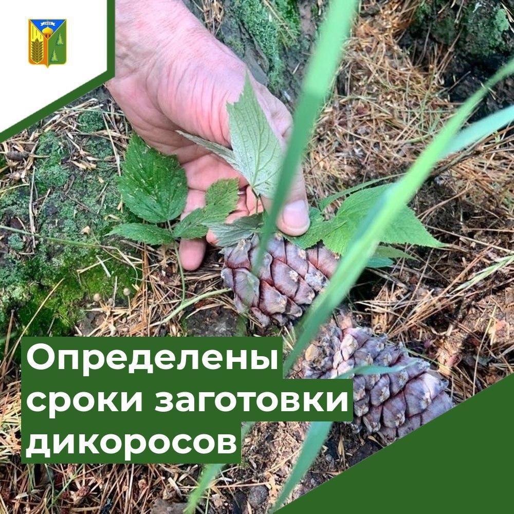 В Томской области определены сроки сбора кедрового ореха, брусники и клюквы.