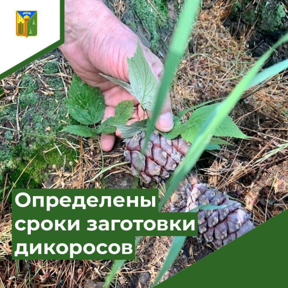 В Томской области определены сроки сбора кедрового ореха, брусники и клюквы. В Томской области определены сроки сбора кедрового ореха, брусники и клюквы.